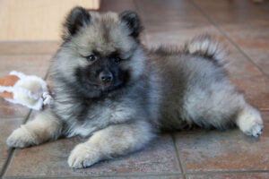 Keeshond Puppy