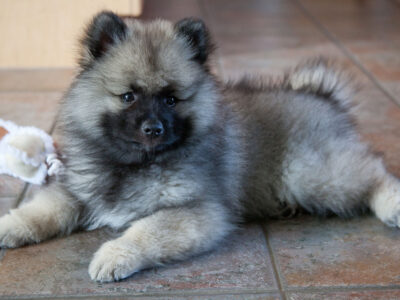 Keeshond Puppy
